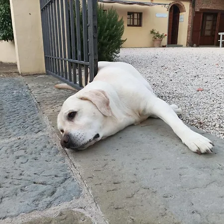 Podere Il Belvedere Su Cortona Castiglion Fiorentino